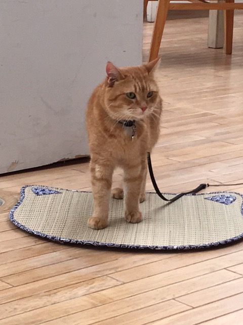 猫ボブのハイタッチは悶絶級のかわいらしさ！【写真たくさん】（43枚目）