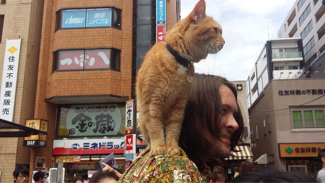 猫ボブのハイタッチは悶絶級のかわいらしさ！【写真たくさん】（48枚目）