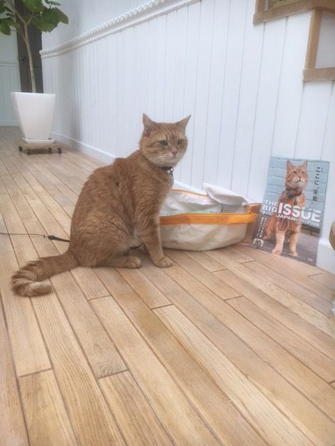 猫ボブのハイタッチは悶絶級のかわいらしさ！【写真たくさん】（54枚目）