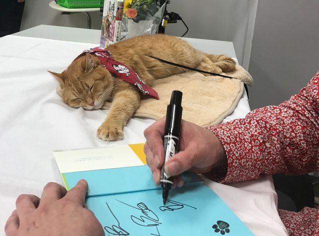 猫ボブのハイタッチは悶絶級のかわいらしさ！【写真たくさん】（55枚目）