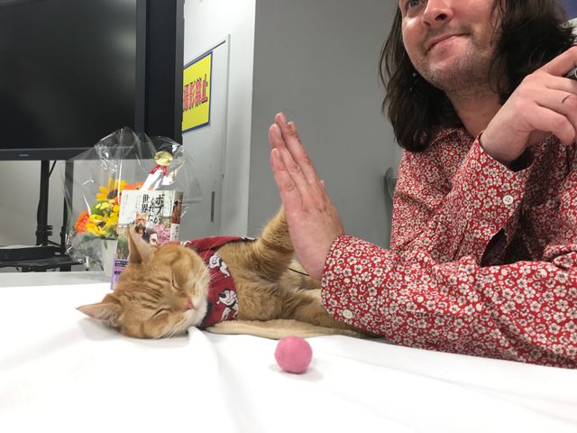 猫ボブのハイタッチは悶絶級のかわいらしさ！【写真たくさん】（56枚目）