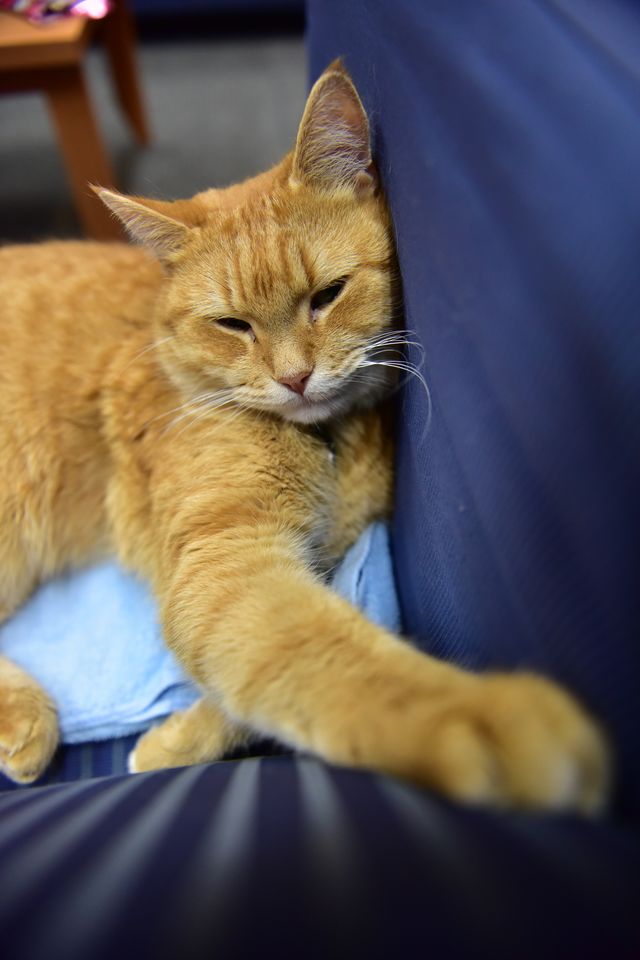 猫ボブのハイタッチは悶絶級のかわいらしさ！【写真たくさん】（57枚目）