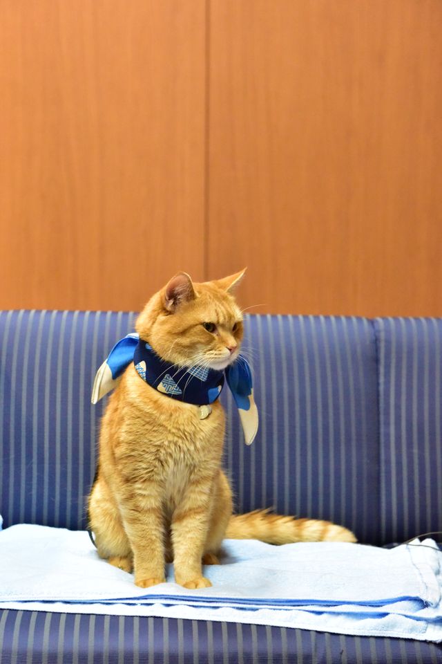 猫ボブのハイタッチは悶絶級のかわいらしさ！【写真たくさん】（59枚目）