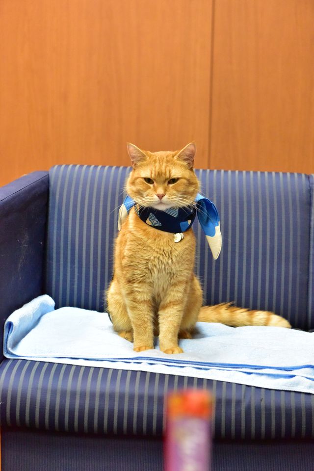 猫ボブのハイタッチは悶絶級のかわいらしさ！【写真たくさん】（60枚目）