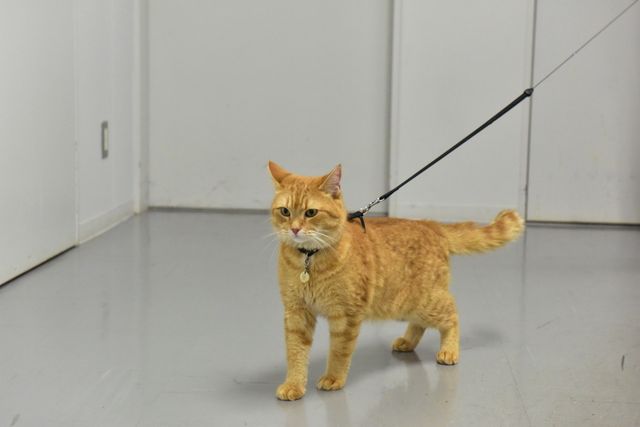 猫ボブのハイタッチは悶絶級のかわいらしさ！【写真たくさん】（61枚目）