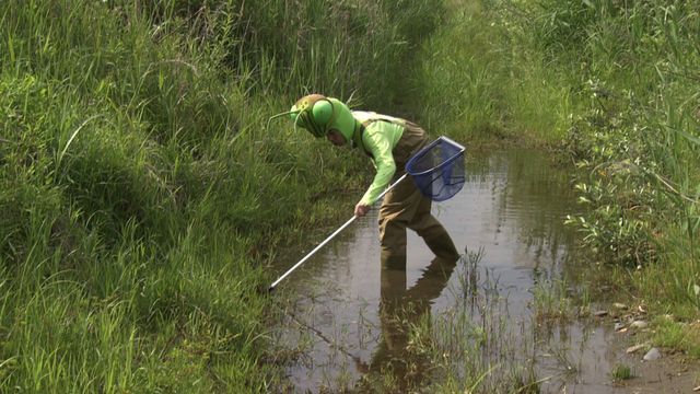 カマキリ先生、タガメに会いに行く（3枚目）