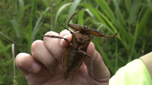 カマキリ先生、タガメに会いに行く（4枚目）