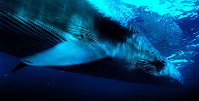 「スターライトシネマ 2012」上映作品フォトギャラリー（6枚目）