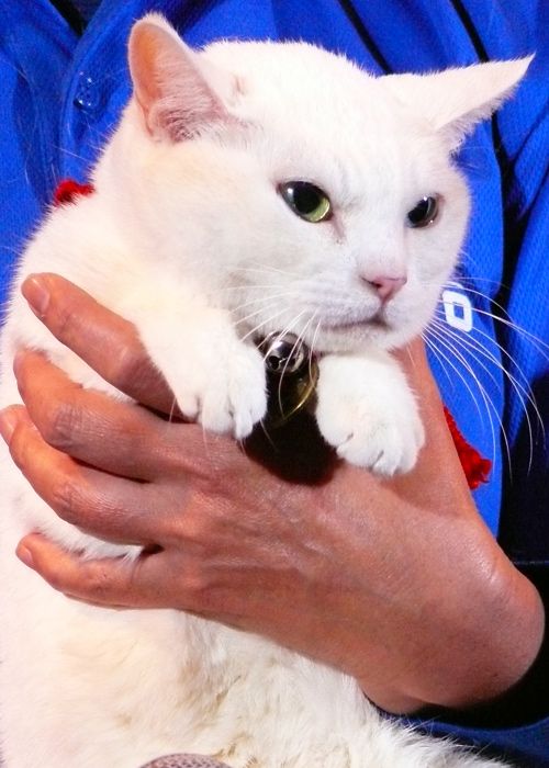 かわいい猫にメロメロ！映画『猫侍』ティーチインイベント　フォトギャラリー：フォトギャラリー