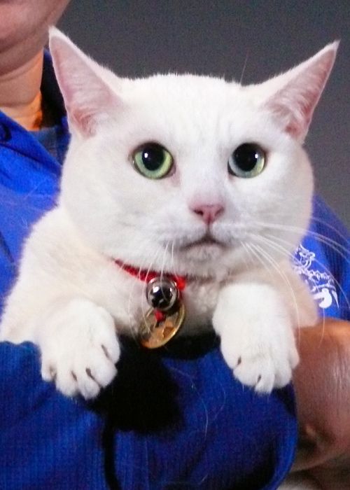 かわいい猫にメロメロ！映画『猫侍』ティーチインイベント　フォトギャラリー（3枚目）