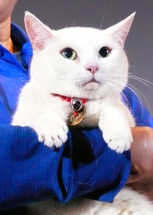 かわいい猫にメロメロ！映画『猫侍』ティーチインイベント　フォトギャラリー（6枚目）