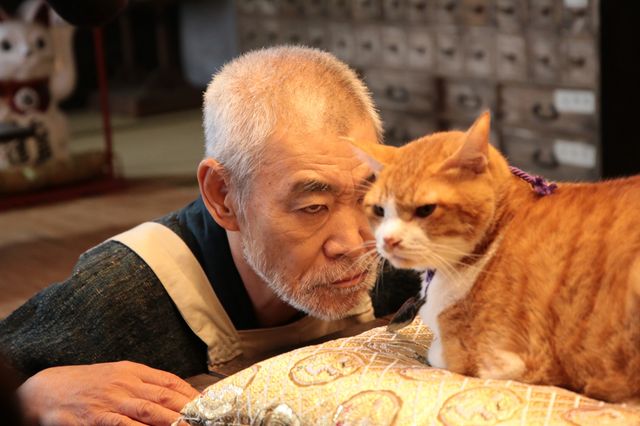 デブ猫・金時の癒やし場面集（3枚目）