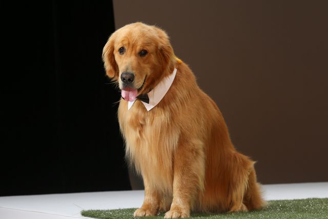 AmazonプライムのCMで人気者に！ふさふさのワンコ・ゼウスくん『僕のワンダフル・ライフ』宣伝ワンバサダー就任会見イベント（11枚目）