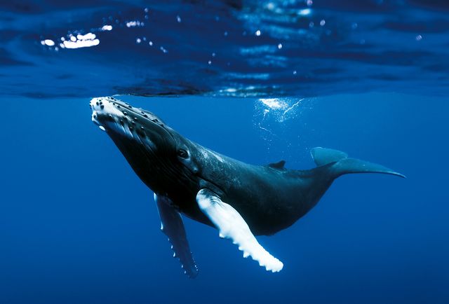 『パディントン』『ミニオンズ』も！野外シアターイベントSEASIDE CINEMA（5枚目）