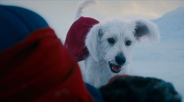 モデルはジェームズ・ガンの愛犬！『スーパーマン』暴れん坊のクリプト