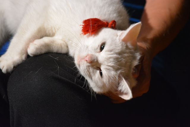 『猫侍』人気白猫がゴロ~ン 『猫侍 南の島へ行く』ティーチインイベントフォトギャラリー:フォトギャラリー