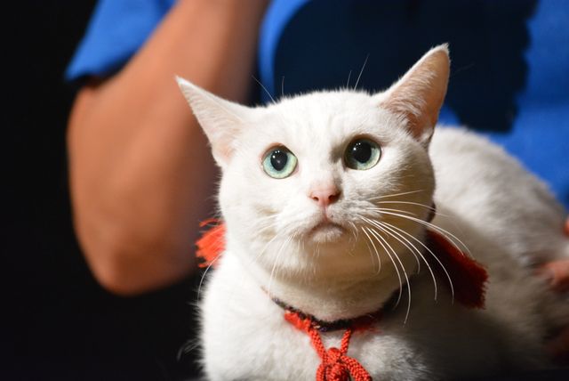 『猫侍』人気白猫がゴロ～ン　『猫侍　南の島へ行く』ティーチインイベントフォトギャラリー（2枚目）
