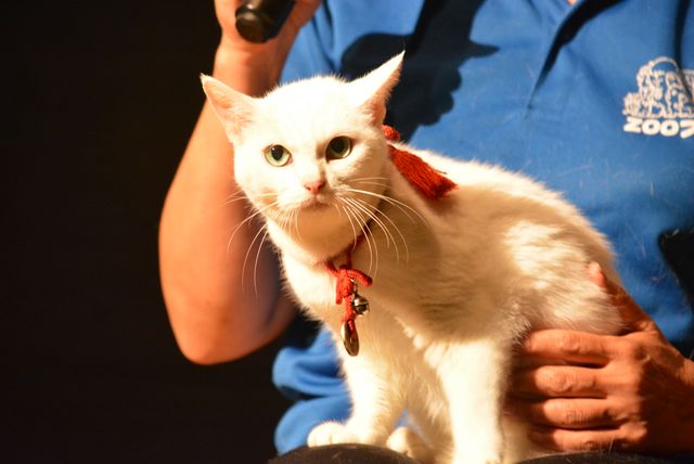 『猫侍』人気白猫がゴロ～ン　『猫侍　南の島へ行く』ティーチインイベントフォトギャラリー（3枚目）