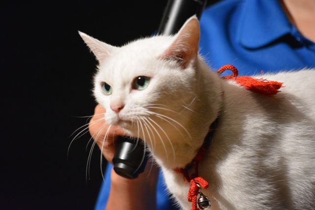 『猫侍』人気白猫がゴロ～ン　『猫侍　南の島へ行く』ティーチインイベントフォトギャラリー（4枚目）