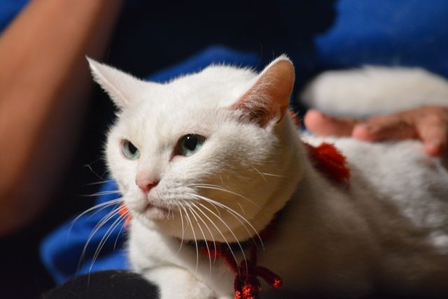 『猫侍』人気白猫がゴロ～ン　『猫侍　南の島へ行く』ティーチインイベントフォトギャラリー（5枚目）