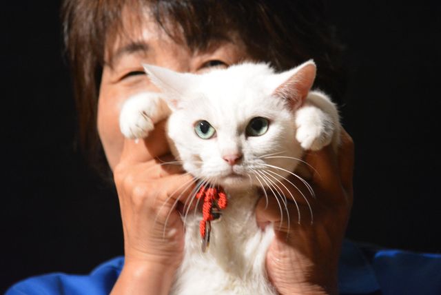 『猫侍』人気白猫がゴロ～ン　『猫侍　南の島へ行く』ティーチインイベントフォトギャラリー（8枚目）