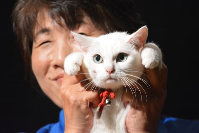 『猫侍』人気白猫がゴロ～ン　『猫侍　南の島へ行く』ティーチインイベントフォトギャラリー（9枚目）