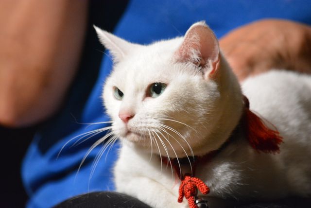 『猫侍』人気白猫がゴロ～ン　『猫侍　南の島へ行く』ティーチインイベントフォトギャラリー（10枚目）