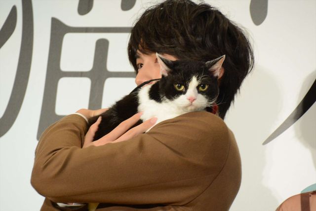 福士蒼汰『旅猫リポート』完成記念カーペットセレモニー（8枚目）