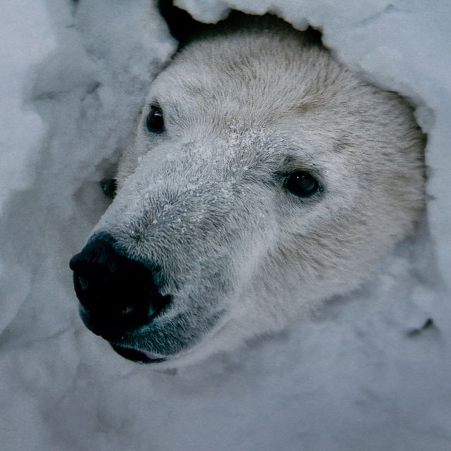 デイン・デハーン＆シロクマ共演のラブストーリー！フォトギャラリー（4枚目）