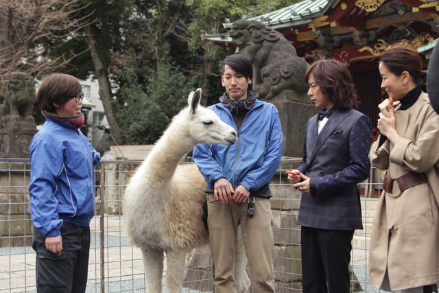 本物のラマ！『ひつじのショーン』最新作ヒット祈願イベント フォトギャラリー（8枚目）