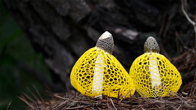 神秘的…『素晴らしき、きのこの世界』場面写真:フォトギャラリー