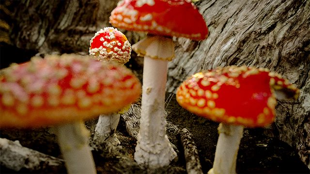 神秘的…『素晴らしき、きのこの世界』場面写真（2枚目）