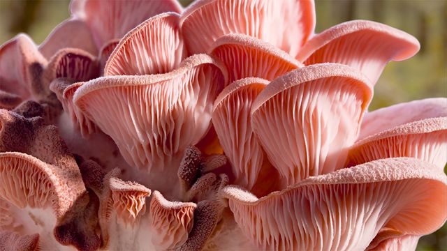 神秘的…『素晴らしき、きのこの世界』場面写真（4枚目）