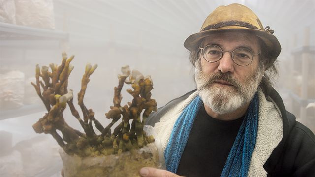 神秘的…『素晴らしき、きのこの世界』場面写真（5枚目）