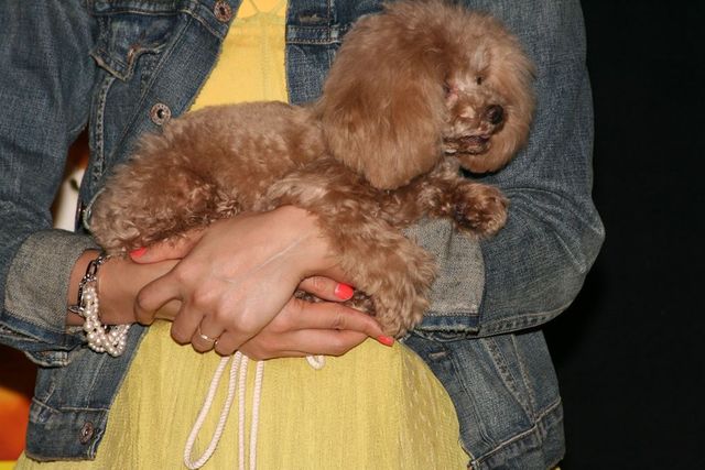 映画『ひまわりと子犬の7日間』公開記念トークイベントフォトギャラリー（4枚目）