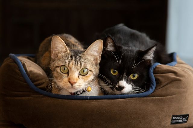 可愛すぎる！ドラマ「ねこ物件」猫画像【22枚】：フォトギャラリー