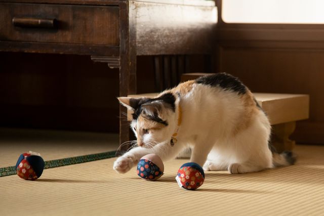 可愛すぎる！ドラマ「ねこ物件」猫画像【22枚】（2枚目）
