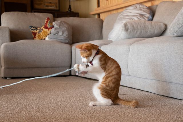 可愛すぎる！ドラマ「ねこ物件」猫画像【22枚】（3枚目）