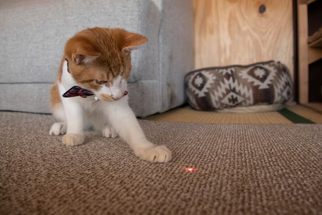 可愛すぎる！ドラマ「ねこ物件」猫画像【22枚】（5枚目）