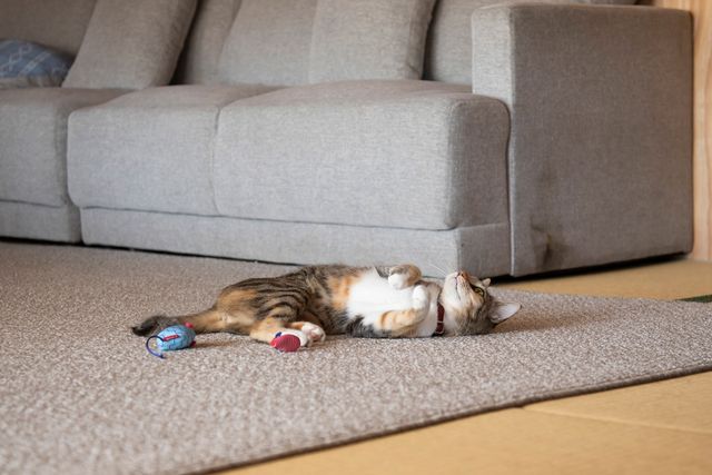 可愛すぎる！ドラマ「ねこ物件」猫画像【22枚】（7枚目）