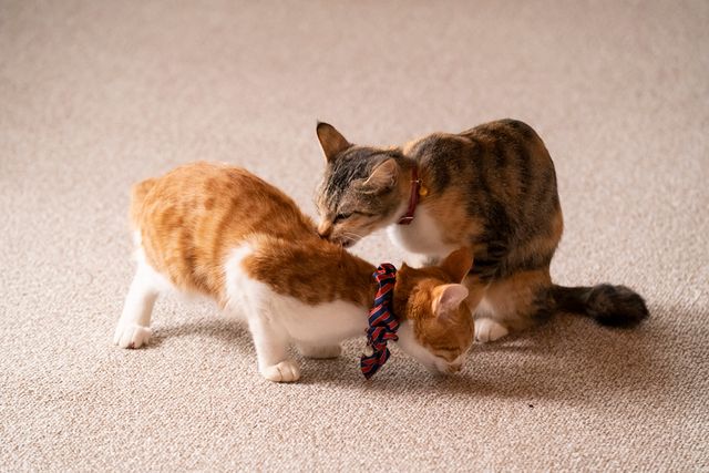 可愛すぎる！ドラマ「ねこ物件」猫画像【22枚】（10枚目）