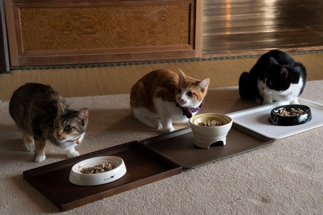 可愛すぎる！ドラマ「ねこ物件」猫画像【22枚】（14枚目）