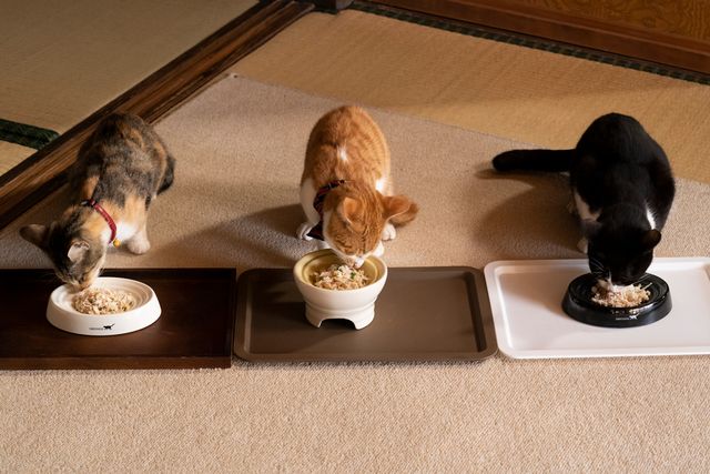 可愛すぎる！ドラマ「ねこ物件」猫画像【22枚】（15枚目）