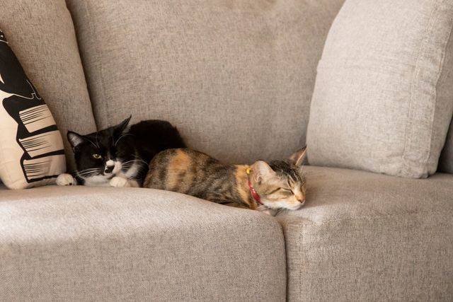 可愛すぎる！ドラマ「ねこ物件」猫画像【22枚】（16枚目）