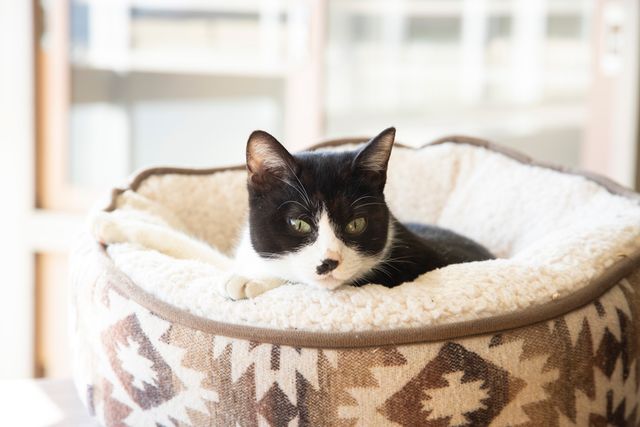 可愛すぎる！ドラマ「ねこ物件」猫画像【22枚】（18枚目）