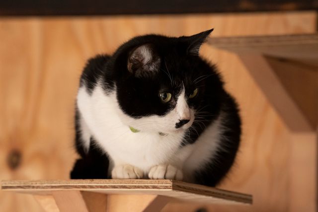 可愛すぎる！ドラマ「ねこ物件」猫画像【22枚】（19枚目）