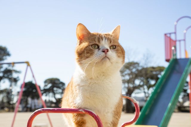 可愛すぎる！ドラマ「ねこ物件」猫画像【22枚】（22枚目）