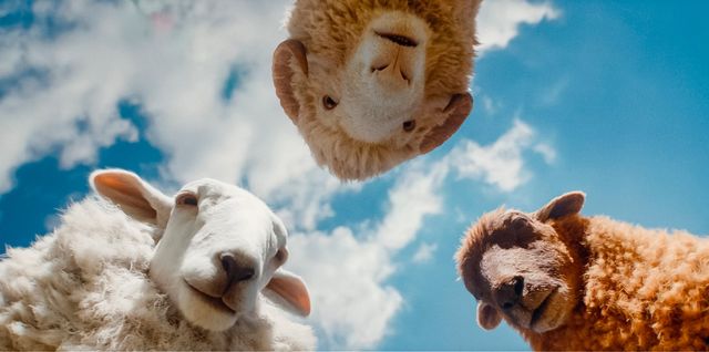 映画『ひつじ探偵団』愛くるしさ全開の場面写真（2枚目）