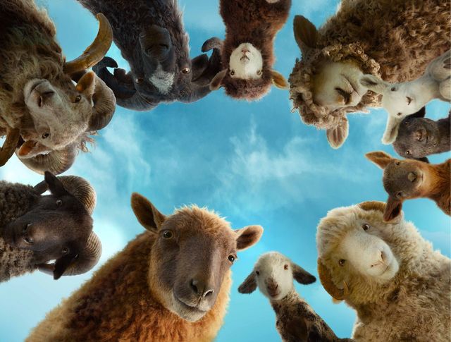 映画『ひつじ探偵団』愛くるしさ全開の場面写真（8枚目）