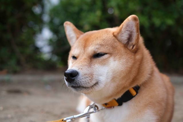 柴犬が可愛すぎる ドラマ 映画 柴公園 オフショットが公開 シネマトゥデイ 映画の情報を毎日更新
